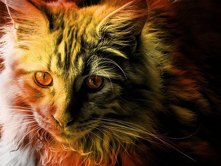 Katten, Maine Coon, Natur, Kjæledyr, Dyr
