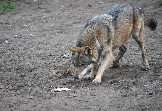 Free Wolf Eurasian Wolf photo and picture