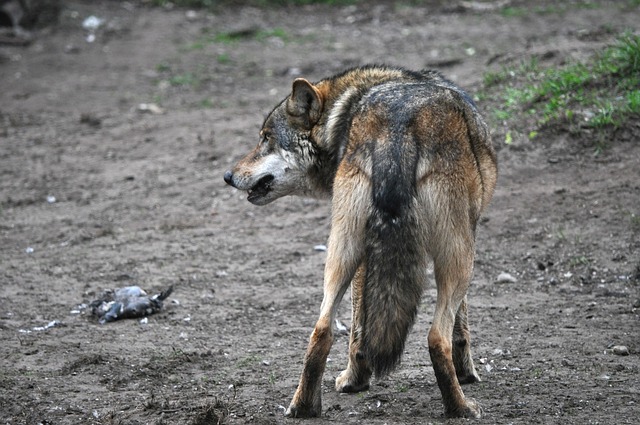 Free Wolf Eurasian Wolf photo and picture