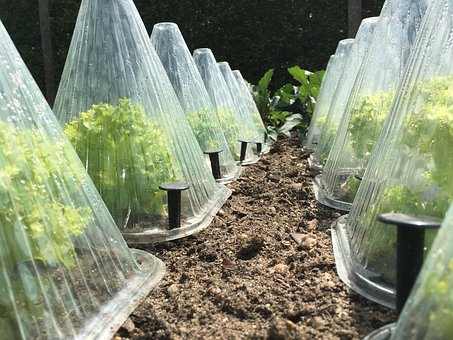 Endive, Salat, Frosthat, Tildeling, Seng