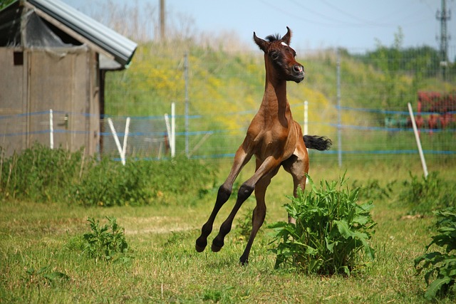 1,000,000+ Free 子馬の授乳 & Foal Photos - Pixabay