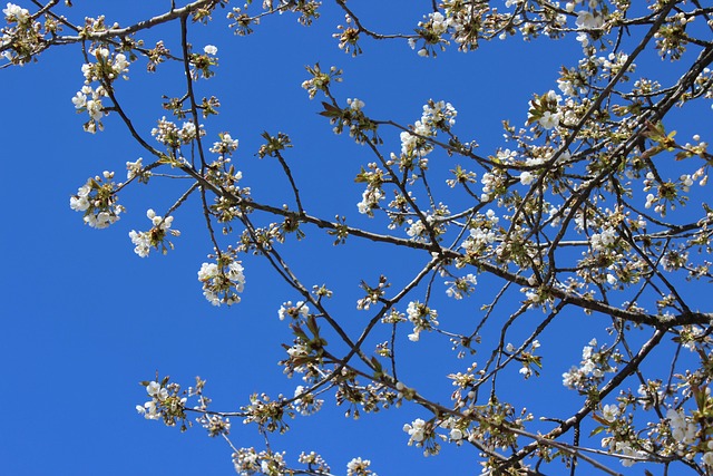 Kirsebærtræ, Blå Himmel, Fjeder
