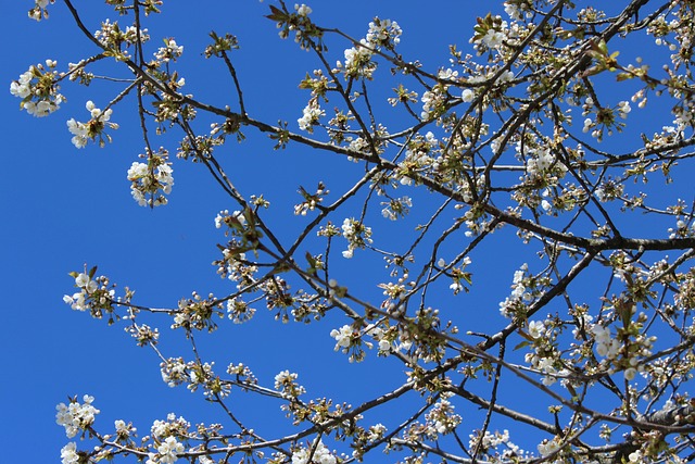 Kirsebærtræ, Blå Himmel, Fjeder