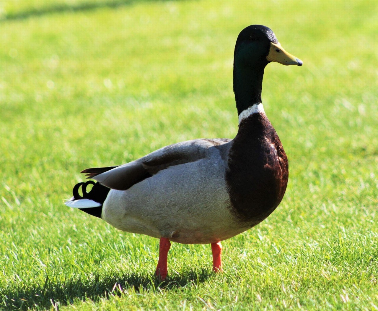 Download free HD stock image of Duck Mallard Free Duck Mallard photo and picture