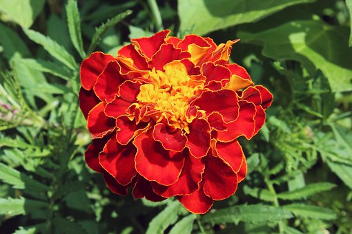 Free Student Flower Tagetes photo and picture