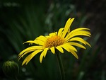 wallpaper, background, yellow flower