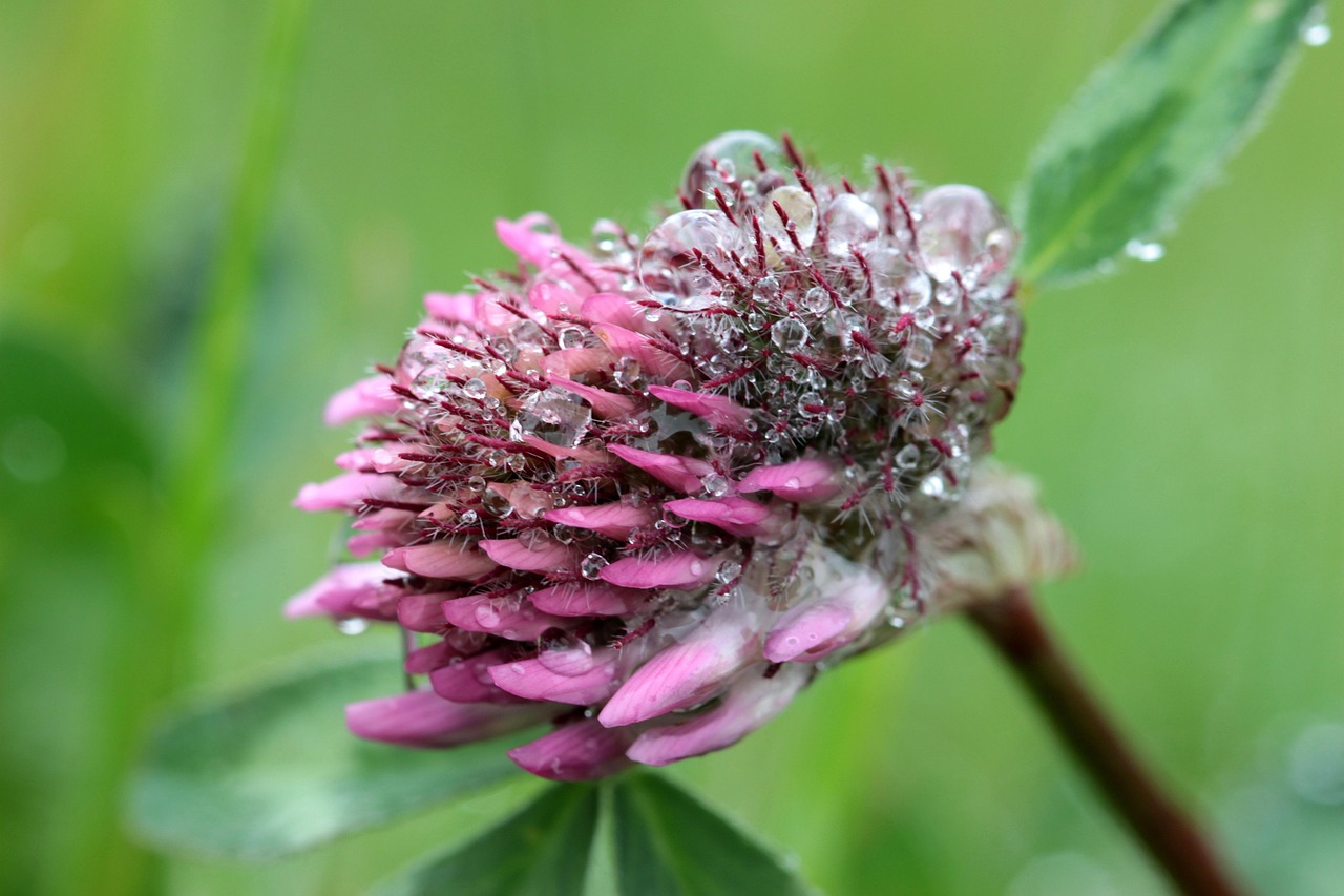 超过 100 张关于“Trifolium Pratense”和“三叶草”的免费图片 - Pixabay