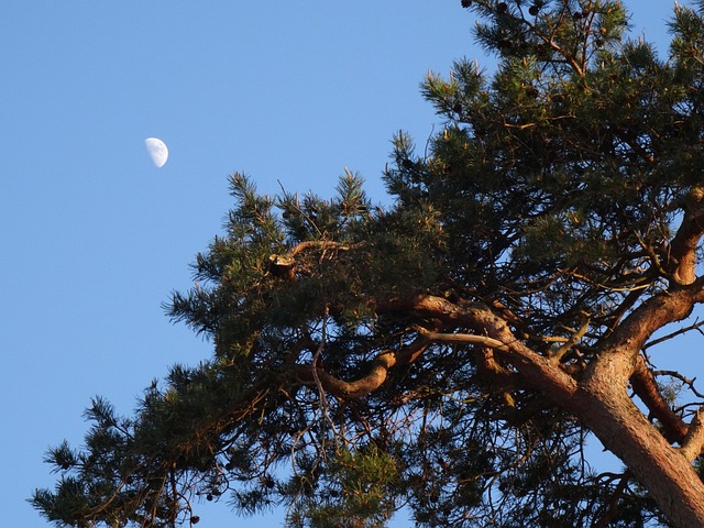 Lua, Lua Do Dia, Árvore, Crepúsculo