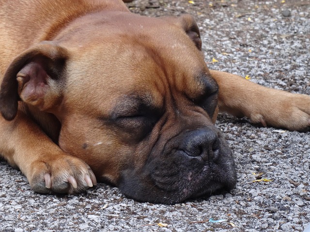 Cachorro, Adormecido, Rugas, Cão De Caça