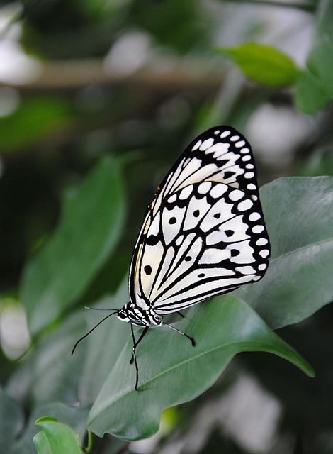 Free Butterfly Insect photo and picture