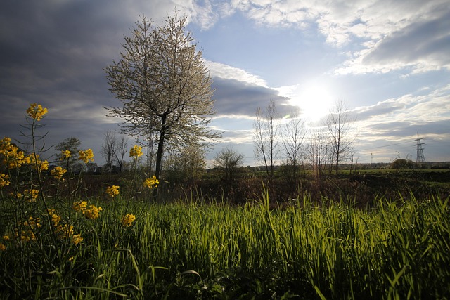Ubehandlet, Blomst Tapet, Natur