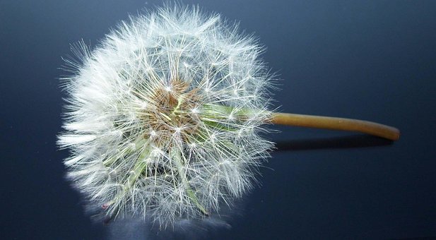 Free Dandelion Sonchus Oleraceus photo and picture