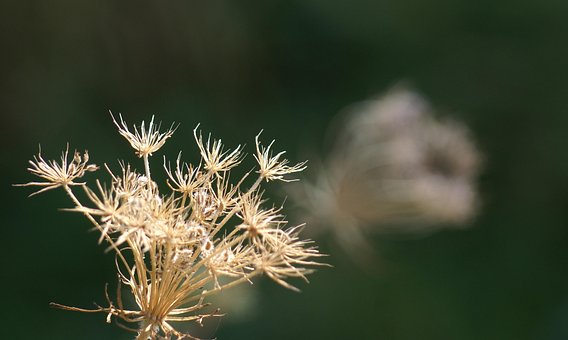 Grün, Gräser, Wald, Natur, Pflanze
