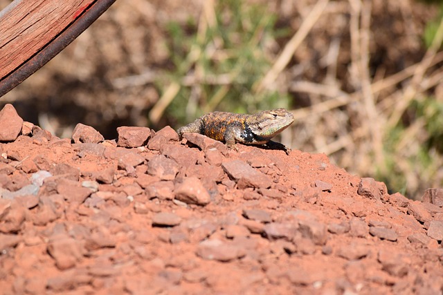 Free Lizard Utah Desert photo and picture