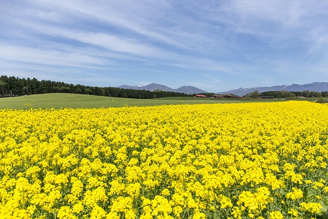 Free Rape Blossoms Flowers photo and picture