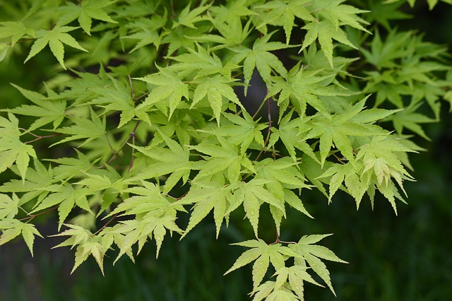 Free Maple Leaves Leaves photo and picture
