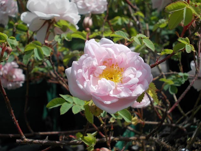 Free Rose Wild Rose Hybrid photo and picture