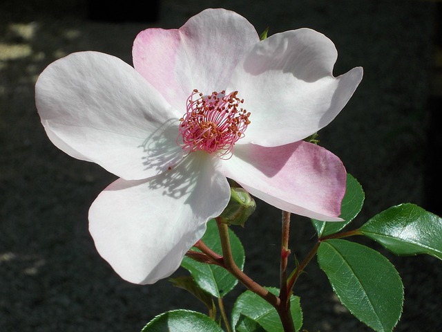 Free Pink Dainty Bess Rose photo and picture