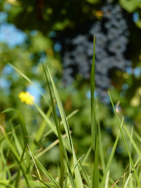 Free Nature Grass photo and picture