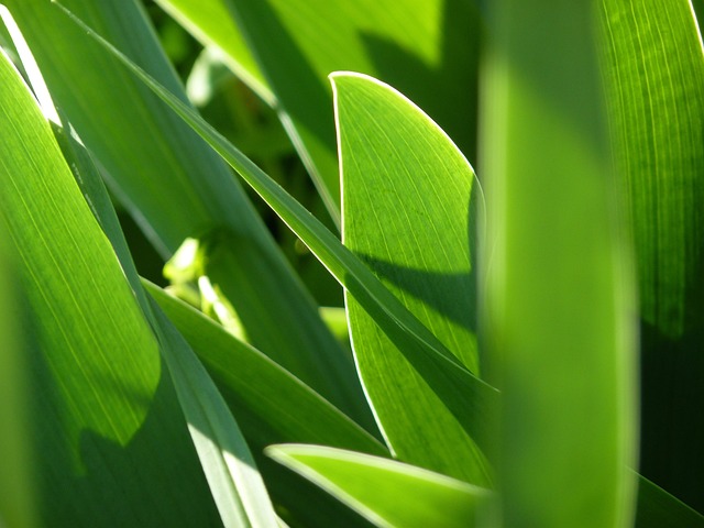 Free Leaf Foliage photo and picture