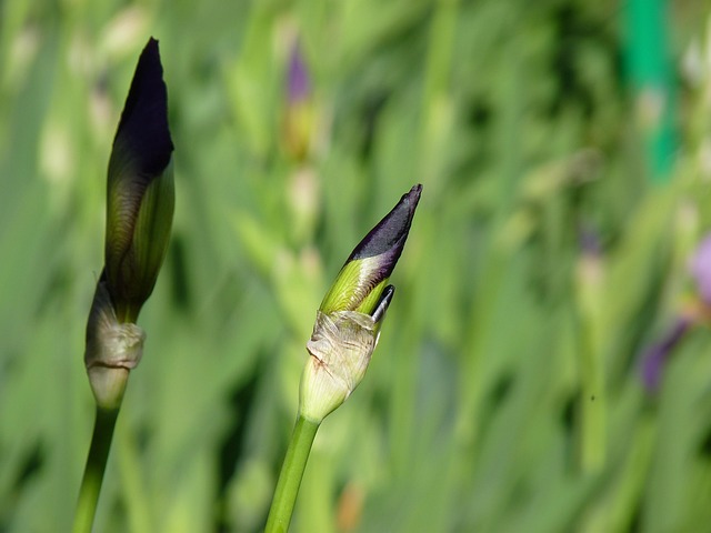 Free Iris Garden photo and picture