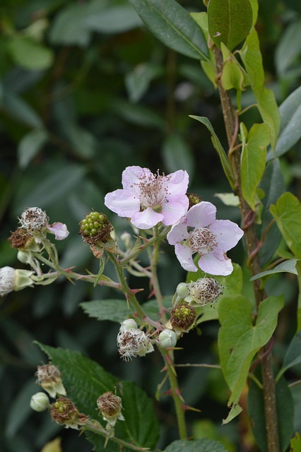 Free Wild Blackberry Nature photo and picture