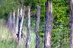 the fence, forest, wooden