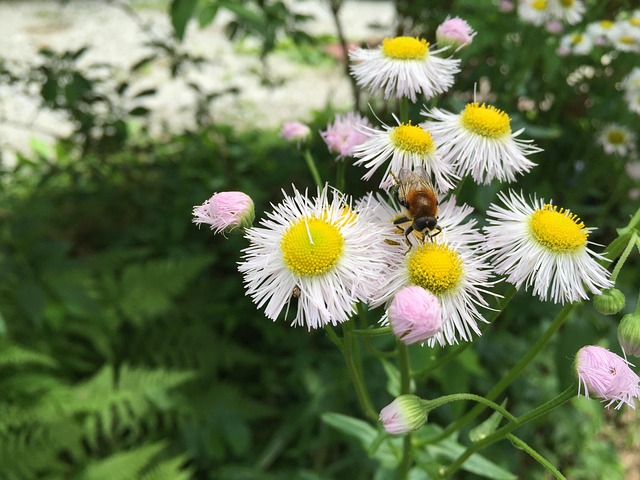Free Daisy Bee photo and picture