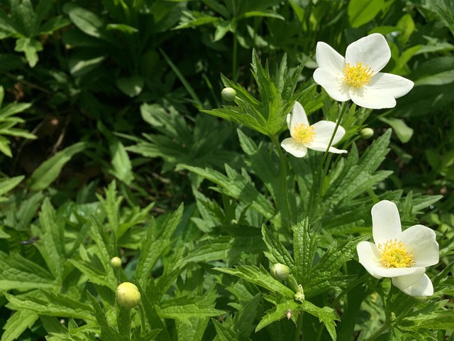 Free White Flower Blooms photo and picture
