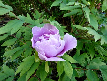 Peônia, Botão, Roxa, Flor, Primavera
