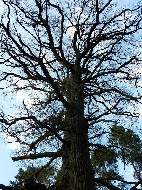 Árvore, Primavera, Careca, Velha Árvore