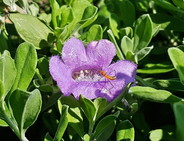 Free Flowers Assassin Bug Nymph photo and picture