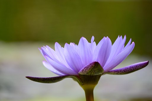 Free Water Lily Purple photo and picture