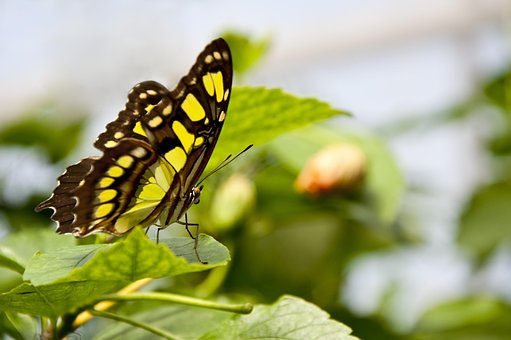 Free Butterfly Green photo and picture