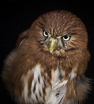 pygmy, owl, bird
