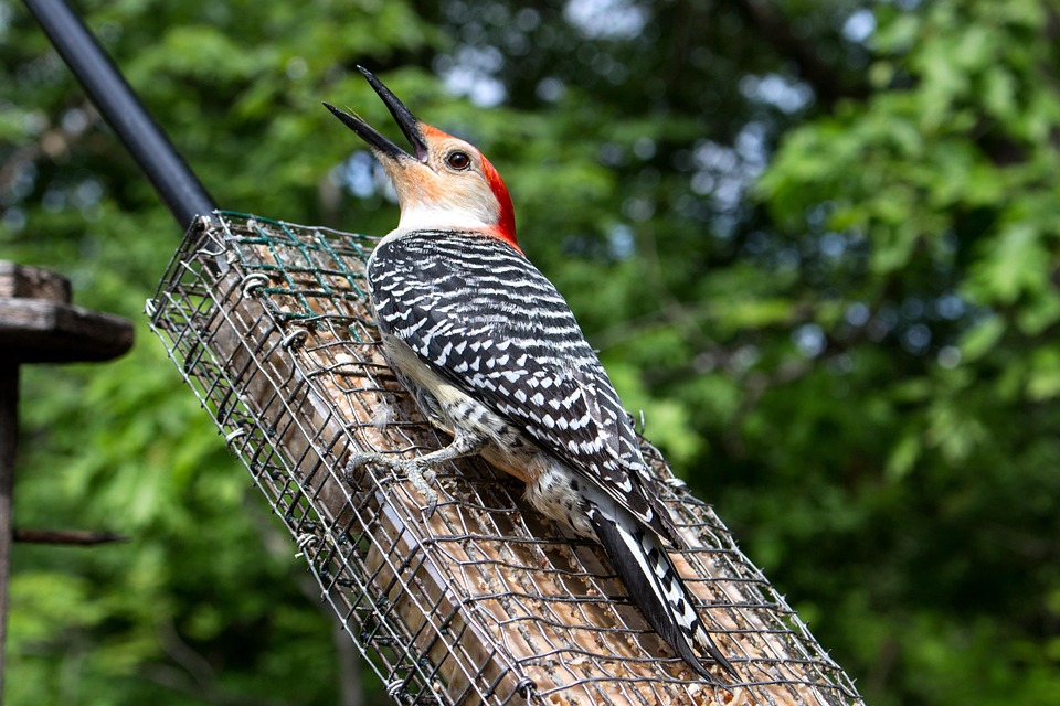 Passaro Pica Pau Selvagem Foto Gratuita No Pixabay