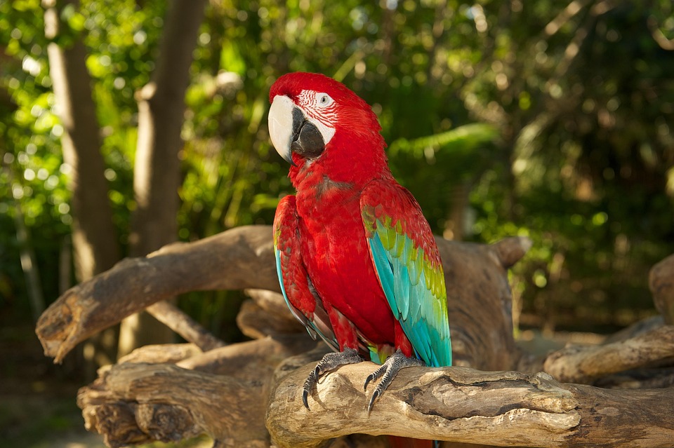 Burung Beo Foto Gratis Di Pixabay