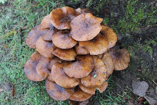 Houba, Příroda, Les, Pěna, Makro
