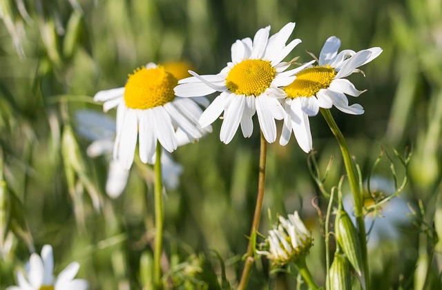 Free Flowers Flower Wallpaper photo and picture