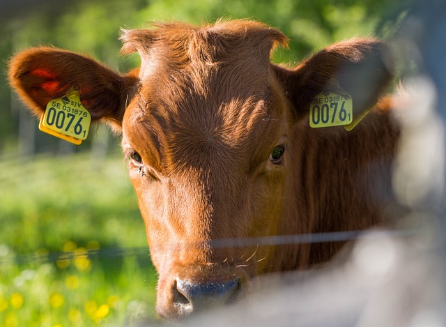 Free Cow Summer photo and picture