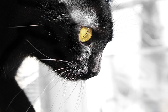 Free Cat Elegant photo and picture