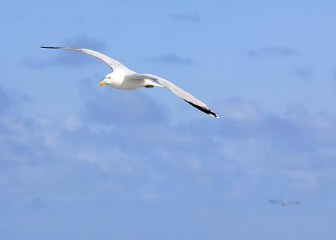 Måge, Hav, Fugl, Flyvningen, Natur