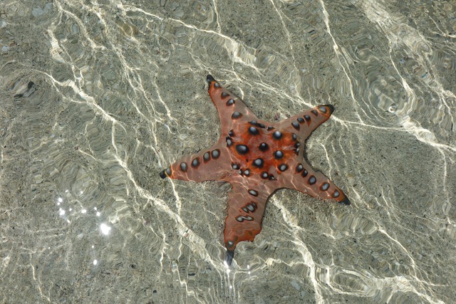 Free Starfish Sea photo and picture