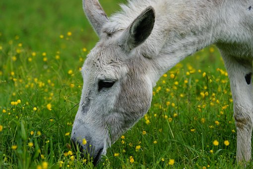 donkey images pixabay download free pictures