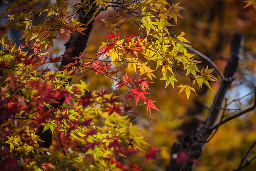 Free Autumn Leave Japan photo and picture