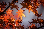 autumn leave, japan, nature