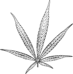 cannabis, sativa, marijuana