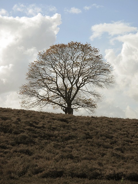 Free Heather Tree photo and picture