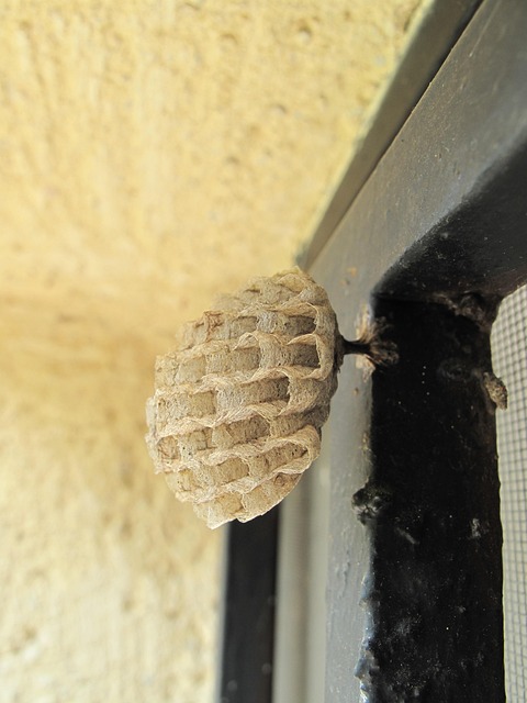 Free Wasp Raat photo and picture