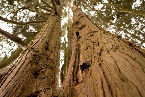 Free Forest Trees photo and picture